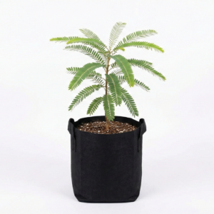 Amla Tree Sapling Immunity Booster