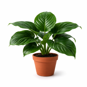 Black Bat Flower Exotic Plant