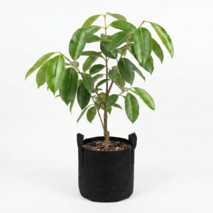 Jamun Tree Sapling Fruit Plant