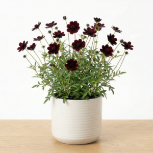 Chocolate Cosmos Scented Flower