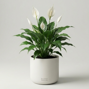 Peace Lily Elegant Indoor Plant