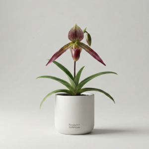 Rothschild's Slipper Orchid Rare Plant