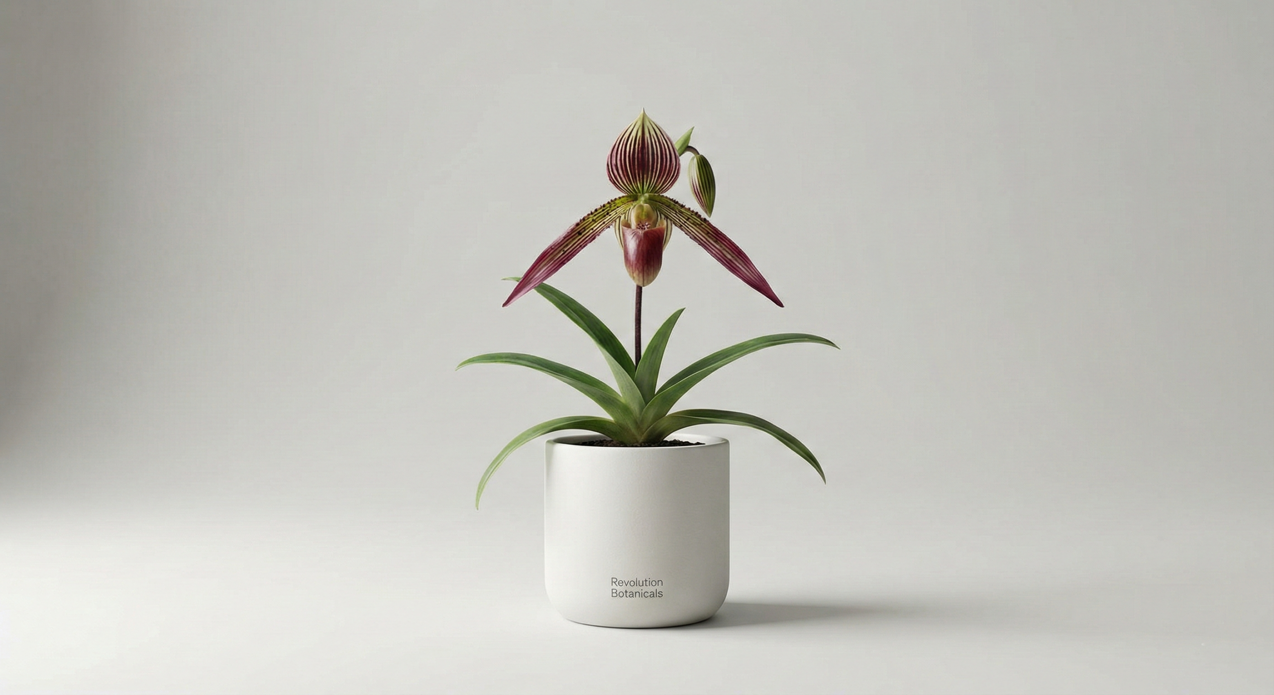 Rothschild's Slipper Orchid Rare Plant