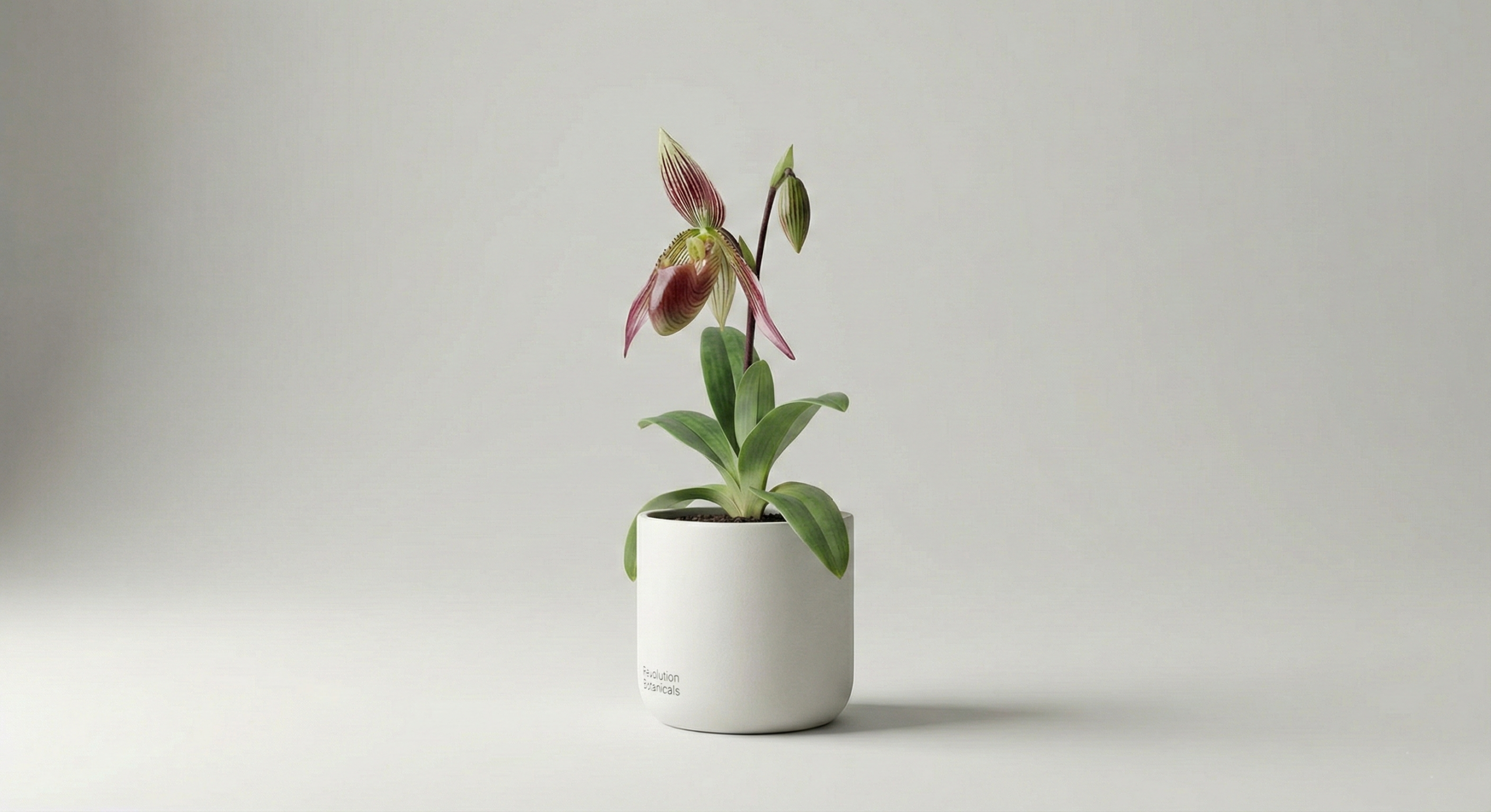 Rothschild's Slipper Orchid - The "Gold of Kinabalu - Image 2