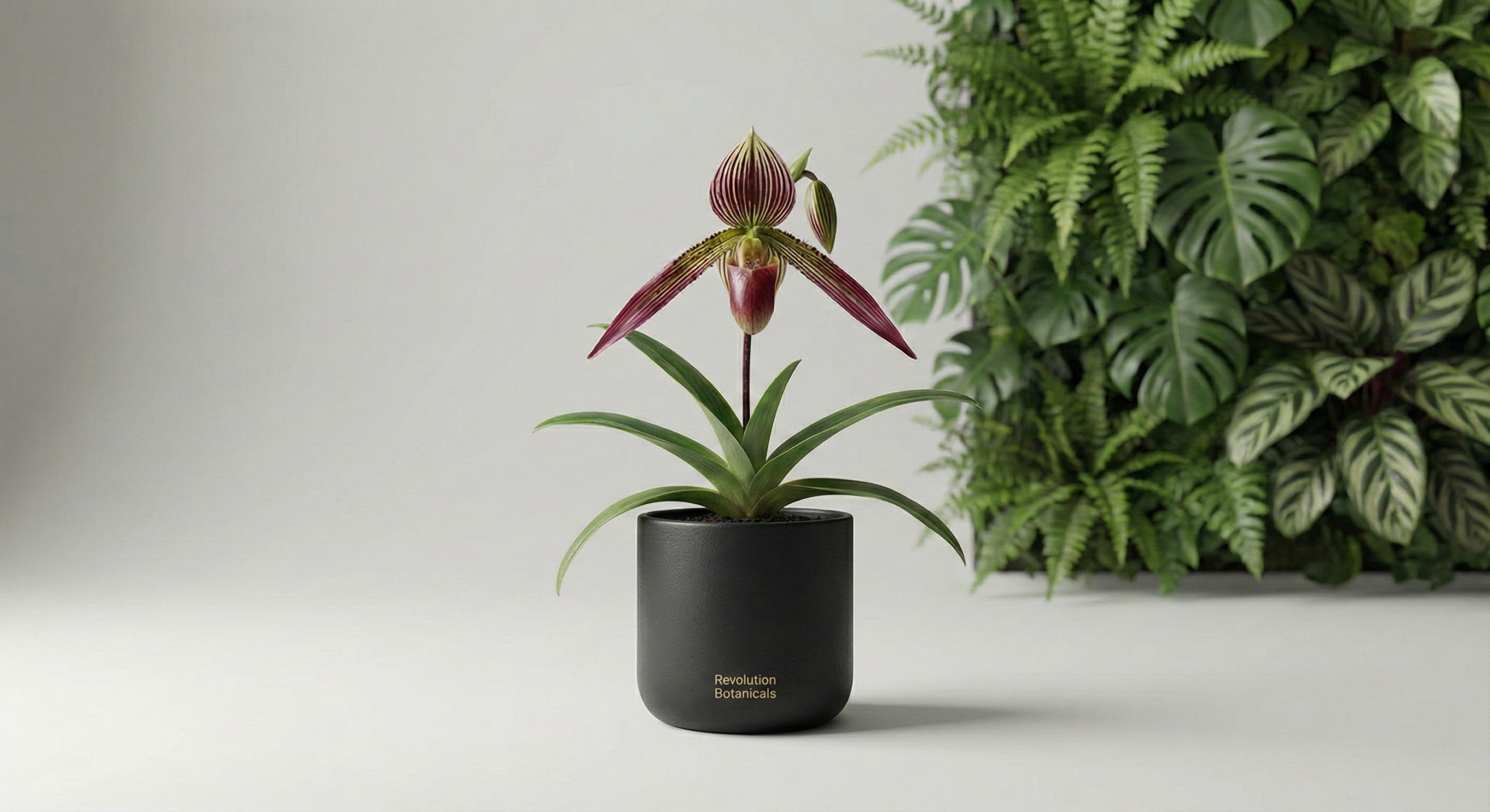 Rothschild's Slipper Orchid - The "Gold of Kinabalu - Image 3