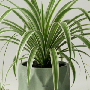 Healthy Spider Plant in a ceramic pot