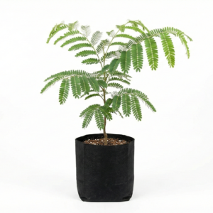 Tamarind Tree Sapling Fruit Plant