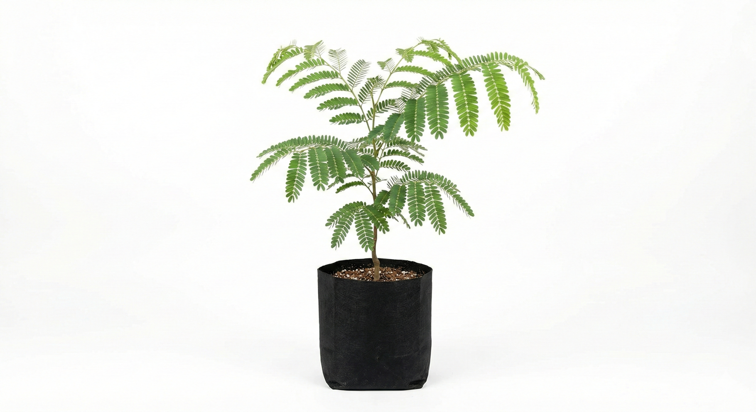 Tamarind Tree Sapling Fruit Plant