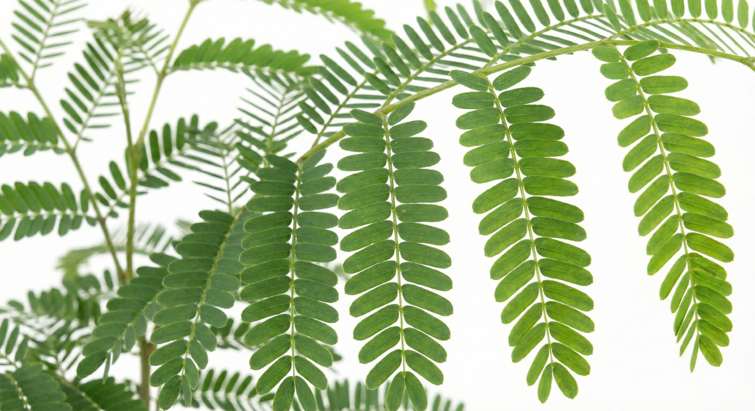 Tamarind (Tamarindus indica) Tree Sapling - Antioxidant Rich - Image 2