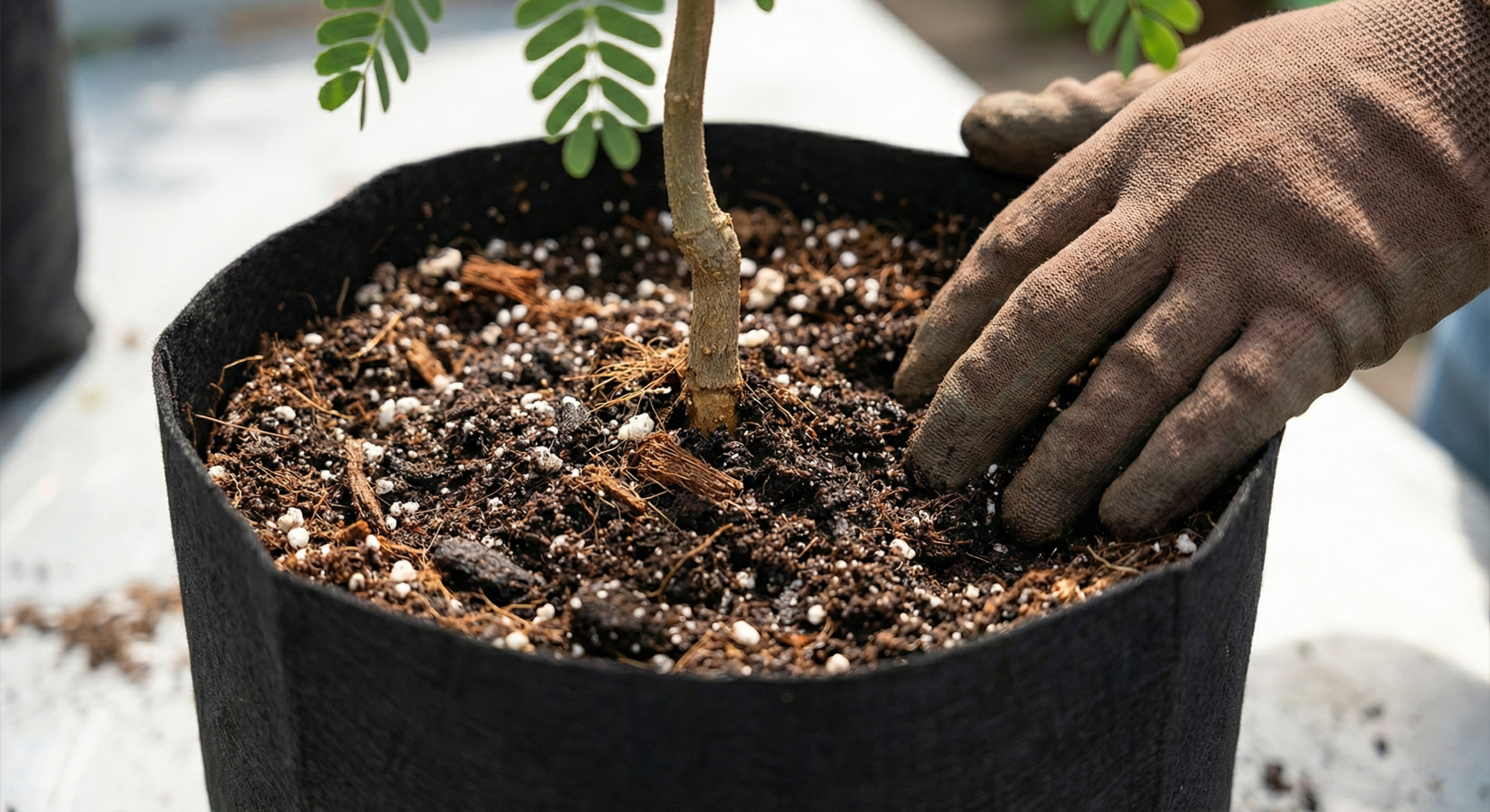 Tamarind (Tamarindus indica) Tree Sapling - Antioxidant Rich - Image 5