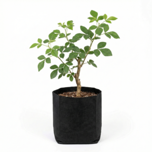 Bael Tree Sapling Sacred Plant